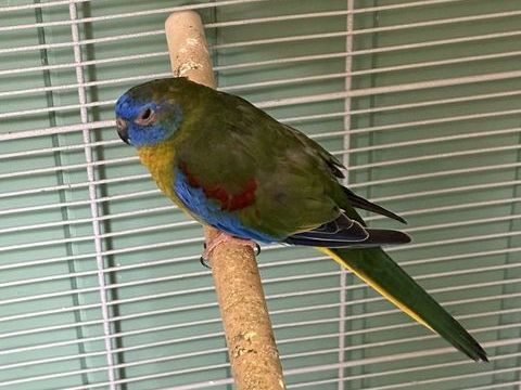 Turquoisines n&eacute;es en f&eacute;vrier 2025 45 38690 B�venais