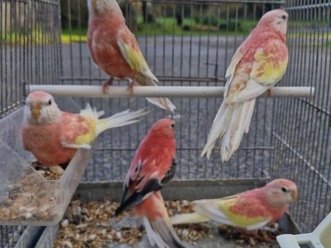 Bourke 30 44350 Gurande