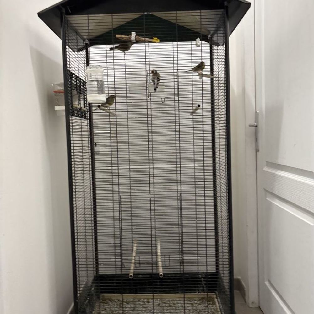   Volière complète occupée 