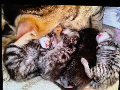 Donne chatons sevr&eacute;s m&acirc;les et femelles 0 69570 Dardilly