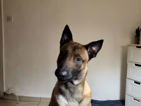 Chien Malinois a donner 0 76600 Le havre