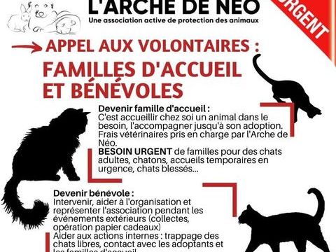 Recherche bénévoles et familles d'accueil 0 64000 Pau