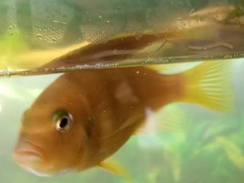 Poisson Ciclide 17 19100 Brive-la-gaillarde