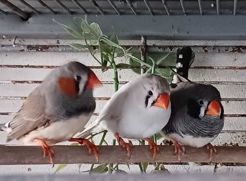 3 mandarins m&agrave;&cent;les ... il n'y a plus de femelle. 5 85300 Challans