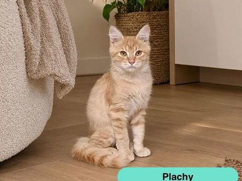 Plachy, jeune chat roux &agrave; adopter 160 44540 Saint-mars-la-jaille