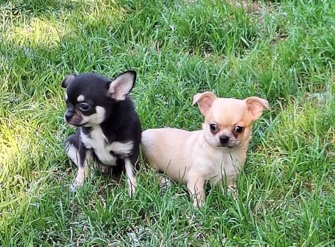 chihuahua non lof poil court 900 64100 Bayonne