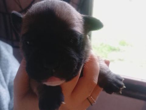 A réserver 7 magnifique chiots bulldog Continental  950 31660 Bessires