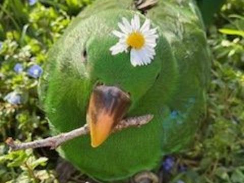 eclectus male totalement apprivoiser 1000 31290 Avignonet-lauragais