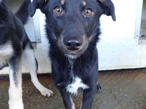 Dakota &agrave; l'adoption 300 22000 Saint-brieuc