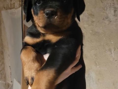 Chiot rottweiler LOF 1200 81990 Puygouzon