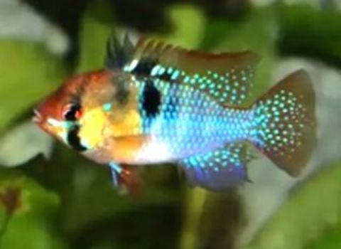 Mikrogeophagus ramirezi 1 91200 Athis-mons