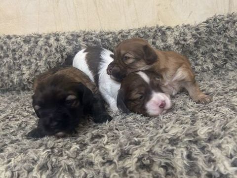 A r&eacute;serv&eacute; bichon havanais 3m&acirc;le et 3 femelle 950 85220 La chapelle-hermier