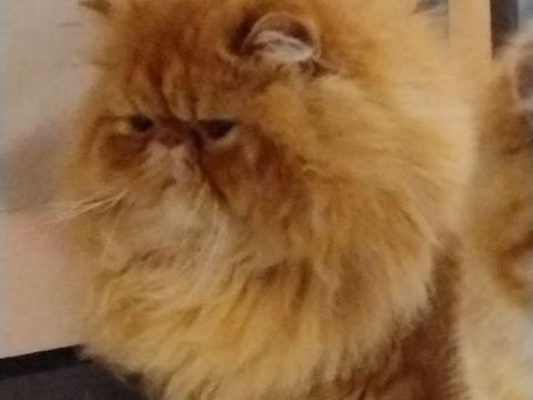 ARES DU DOMAINE AUX IRIS 1377 78840 Moisson