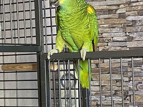 amazone a front bleu femelle de 7 ans 900 05000 Gap