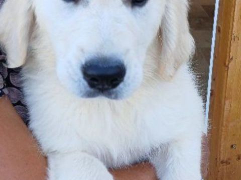 Chiots m&acirc;le Golden retriever  issue de parents LOF 990 30300 Beaucaire