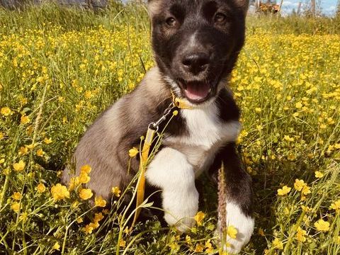 Chiot Borsky (Husky de Sib&eacute;rie et Border collie) 650 33450 Saint-loub�s