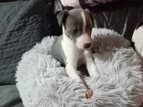 Magnifique chiots Whippet 1100 03370 Viplaix
