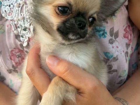 Superbes Chiots Chihuahua m&acirc;les et femelles 900 89160 Ancy-le-franc