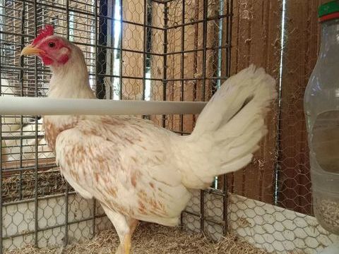 Poule et coq combattant Espagnol 70 56350 Rieux