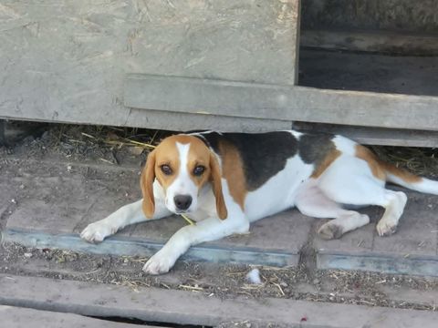 ALICE femelle beagle 8 mois 250 17360 Saint-aigulin