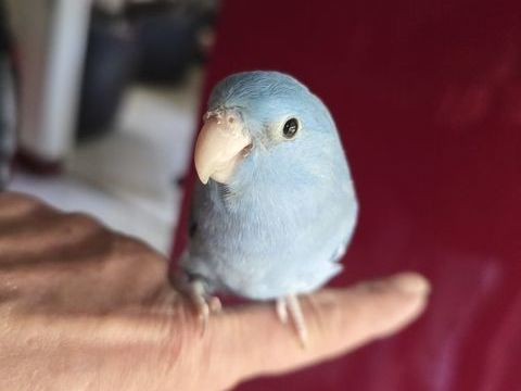 Jeune toui c&eacute;leste &eacute;lev&eacute; &agrave; la main 150 77240 Vert-saint-denis