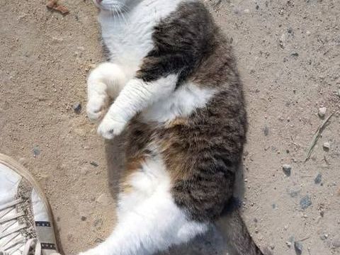 Chat PATAPOUF &agrave; l adoption 180 26330 Ch�teauneuf-de-galaure