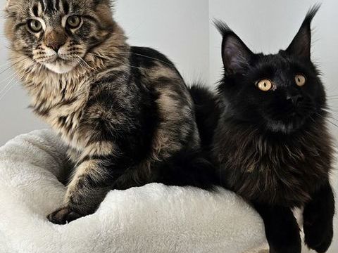 Chatons de Maine Coon Champion d'Europe LOOF 1500 86100 Chtellerault
