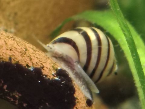 Escargots asolenes spixii n&eacute;s dans mon aquarium 2 58160 Imphy