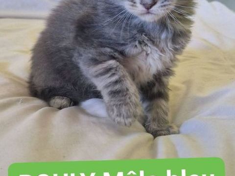 chatons maine coon loof 1000 30000 N�mes