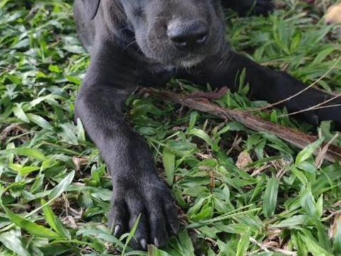 Zack, m&acirc;le Xberger n&eacute; le 15/10/2025 300 95000 Boisemont