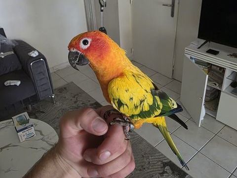 Conure soleil 460 34000 Montpellier