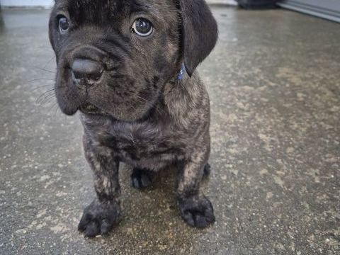 Chiots cane corso 900 85170 Le poir�-sur-vie