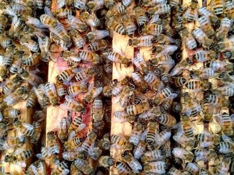 Essaims d abeilles 160 80500 Montdidier