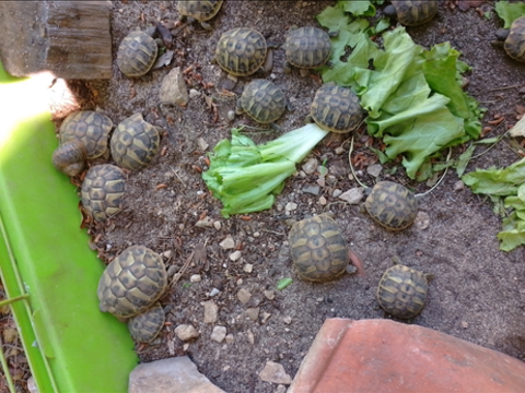 Bb tortues terrestres 30 30000 N�mes
