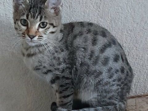 Chatons Savannahs 800 13720 Belcod�ne