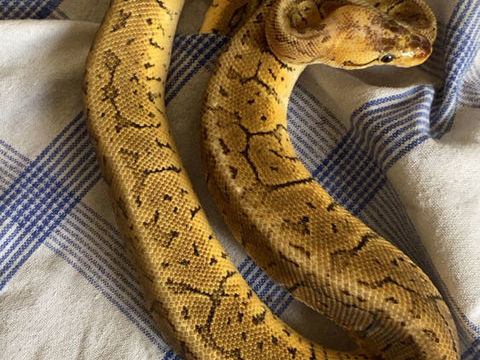 Python regius 100 03100 Montluon