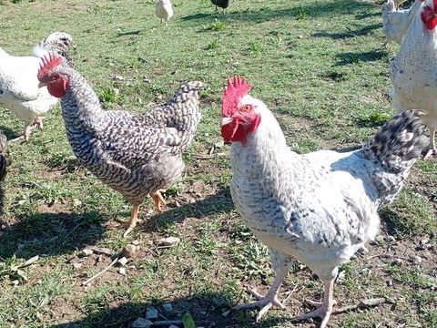 Plusieurs coqs 35 35135 Chantepie