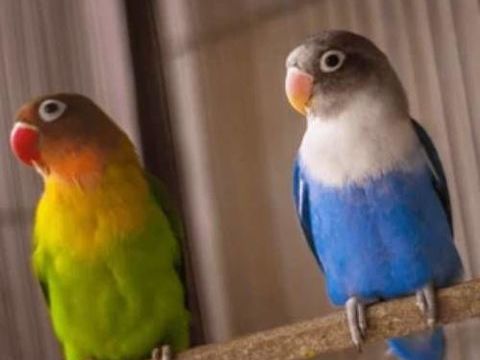 oiseaux Ins&eacute;parables de fisher
30 02100 Saint-quentin