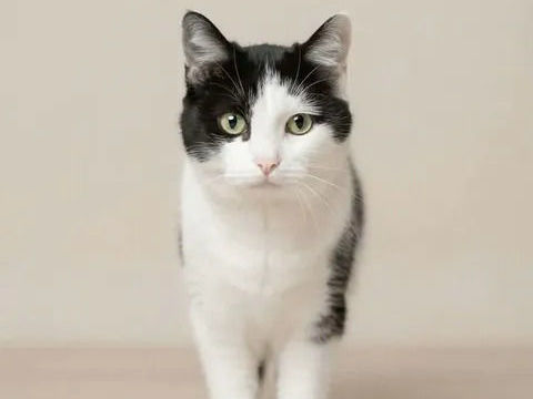 Felix chat adorable et tres calin cherche famille a adopter 140 11000 Carcassonne