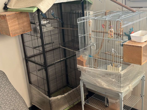 Je mets en mes perruches 1 83300 Draguignan