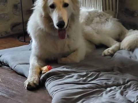 Chien WIN &agrave; l adoption 350 07000 Privas