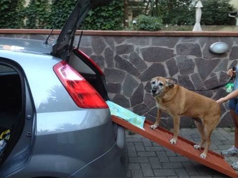 Rampe de voiture pour chien marque Backstage 49 83200 Toulon