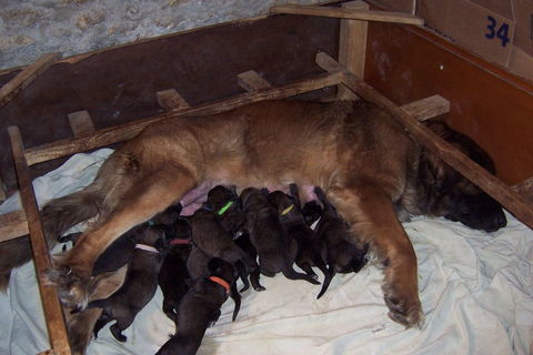 A RESERVER Chiot Léonberg nés le 10 Février 2025 1700 10210 Vallires