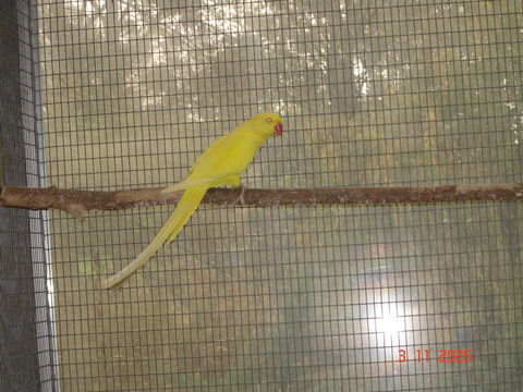 Perruche a collier 90 58140 Saint-andr-en-morvan