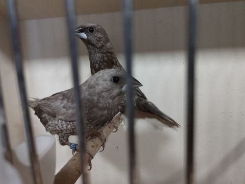 Couple de moineau du Japon 20 86400 Civray