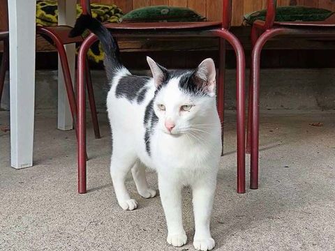 COSMOS, adorable chat noir et blanc &agrave; adopter via l'association UMA 200 03350 Theneuille