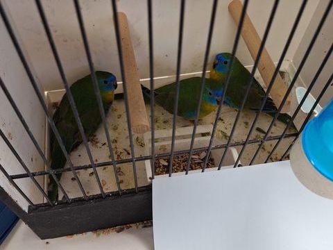 Peruche turquoisine
40 45460 Les bordes