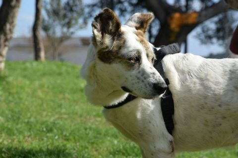 SOLANA 300 78170 La celle-saint-cloud