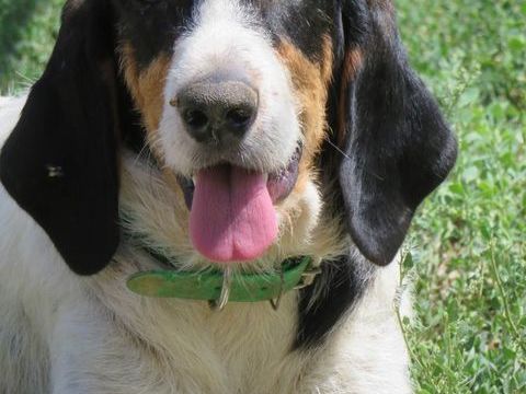 Xéna cherche une famille! 0 34000 Montpellier