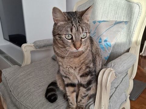 Minette cherche une nouvelle famille suite d&eacute;c&egrave;s 0 78380 Bougival